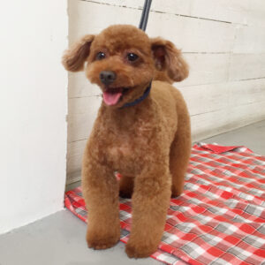 仕上がりトイプー