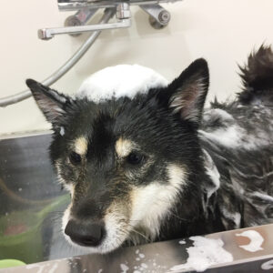 シャンプーしば