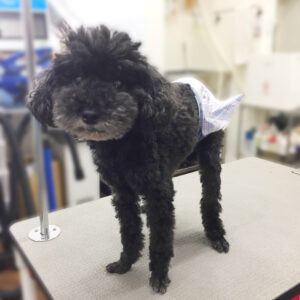 よろしくトイプー