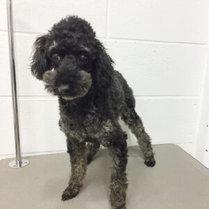 よろしくトイプー