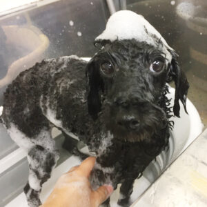 シャンプートイプー