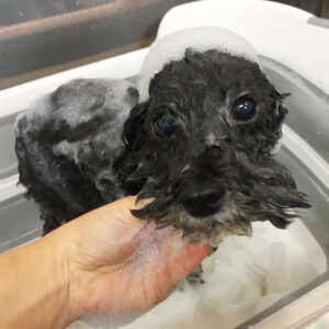 シャンプートイプー