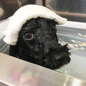 お風呂トイプー