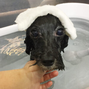 お風呂トイプー