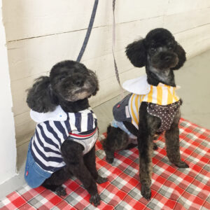 仕上がりトイプー