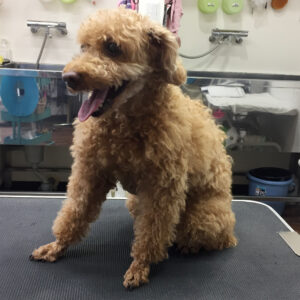 まおちゃんカット前