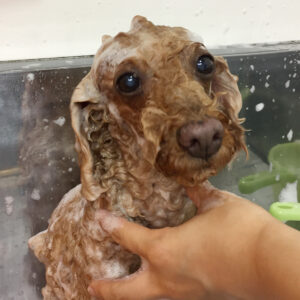 まおちゃんシャンプー中