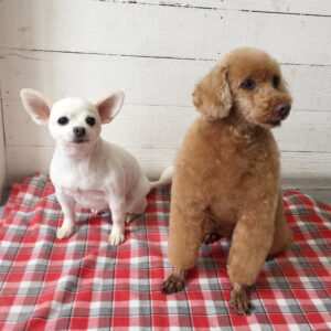 まおちゃんまこちゃんアイキャッチ