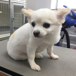 まこちゃんカット前