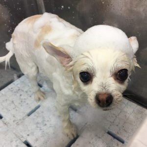 まこちゃんシャンプー中