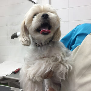 パフちゃんカット前