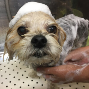 パフちゃんシャンプー中