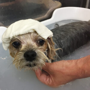 パフちゃんスパ中