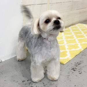 パフちゃん施術後