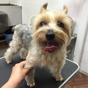 ジャッキーちゃんカット前