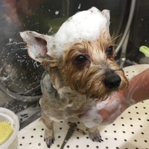 ジャッキーちゃんシャンプー中