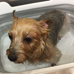 ジャッキーちゃんスパ中