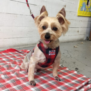 ジャッキーちゃん施術後