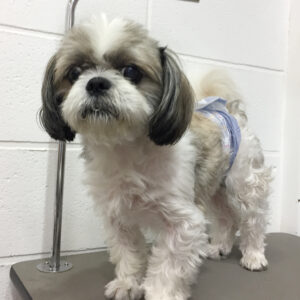 小太郎ちゃんカット前