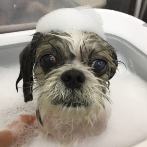 小太郎ちゃんシャンプー中