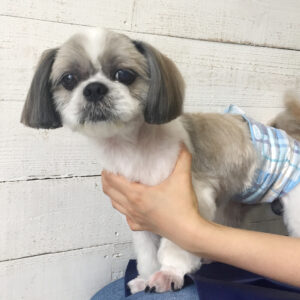 小太郎ちゃん施術後