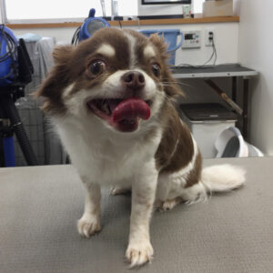 チョコちゃんカット前