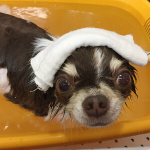 チョコちゃんスパ中