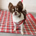 チョコちゃんアイキャッチ