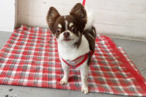 チョコちゃんアイキャッチ