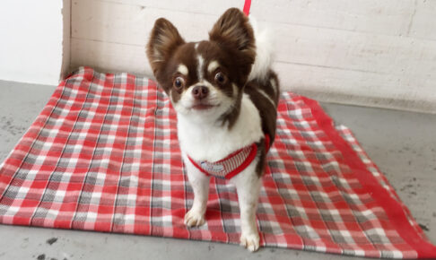 チョコちゃんアイキャッチ