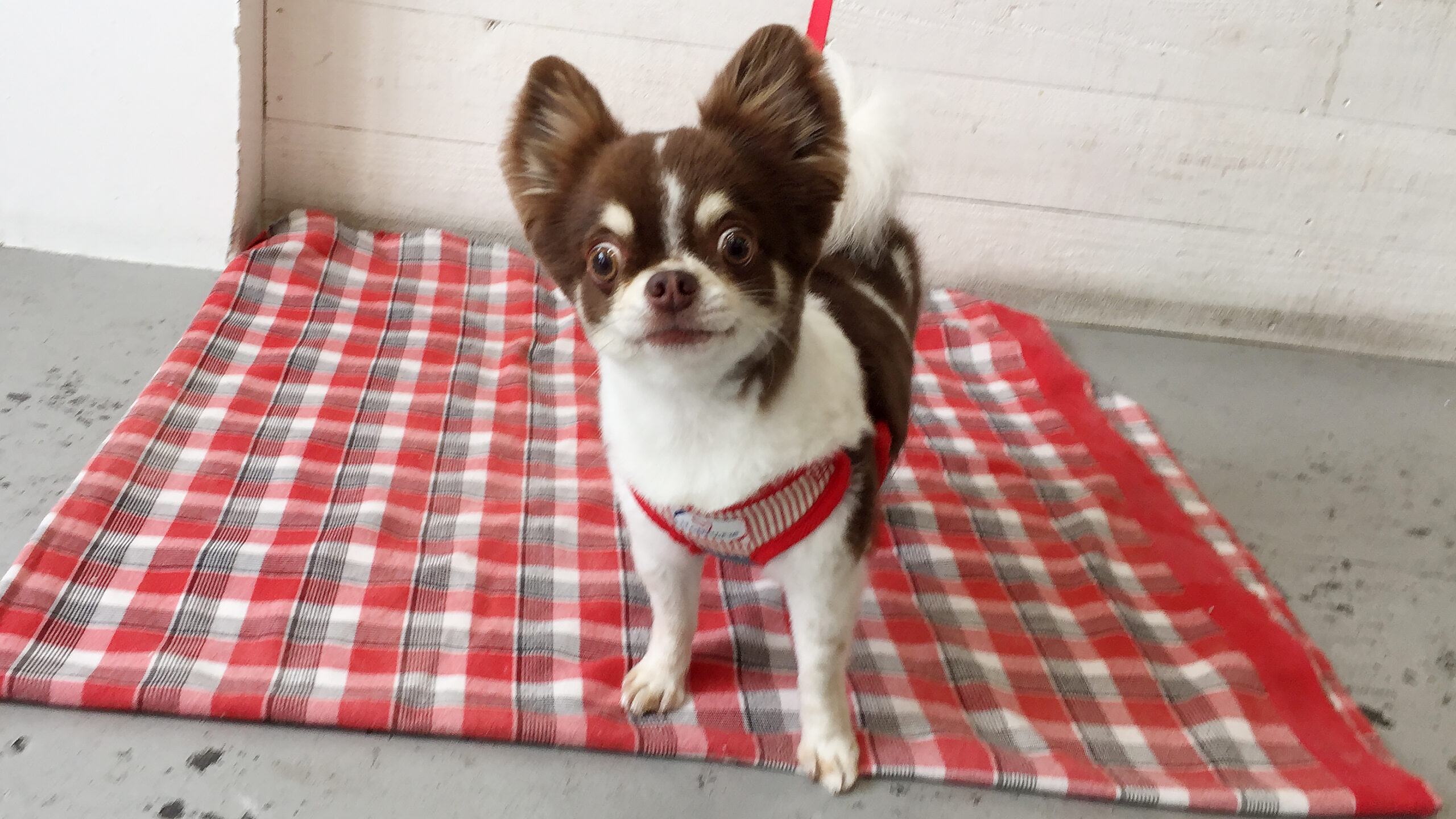 チョコちゃんアイキャッチ