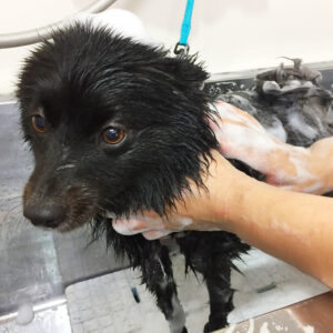 シャンプーポメ