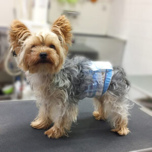 よろしくヨーキー