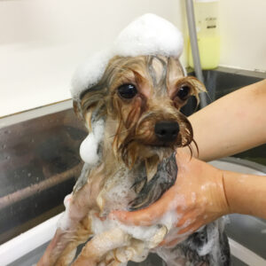 シャンプーヨーキー