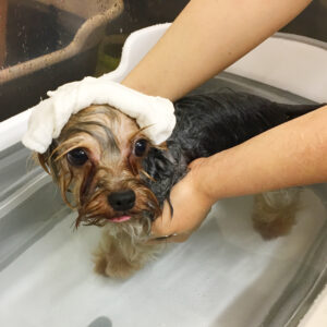 お風呂ヨーキー