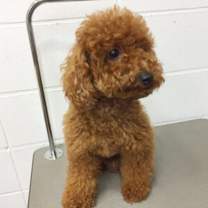 よろしくトイプー