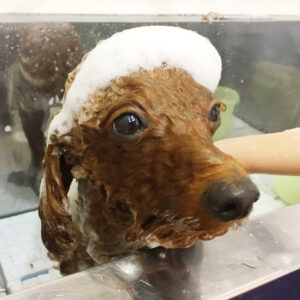 シャンプートイプー