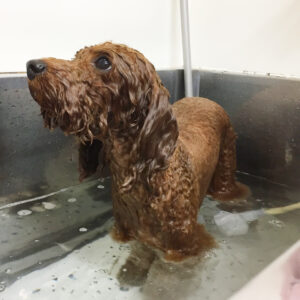 お風呂トイプー