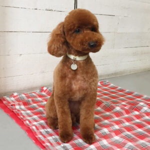 仕上がりトイプー