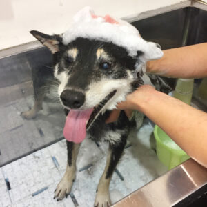 シャンプーしば