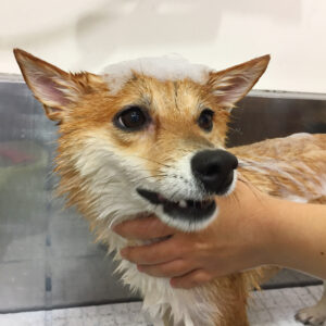 シャンプーしば