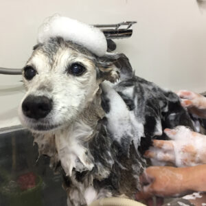 シャンプーミックス