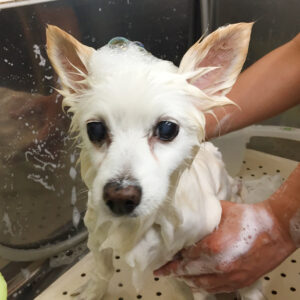 シャンプーミックス