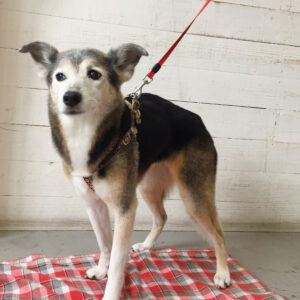 仕上がりミックス