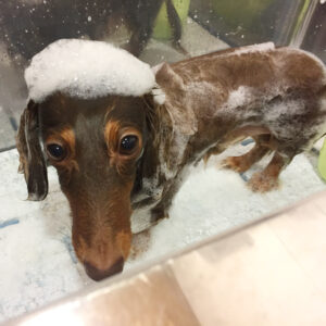 シャンプーダックス