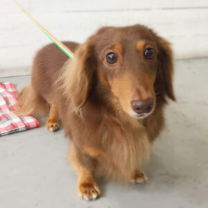 仕上がりダックス