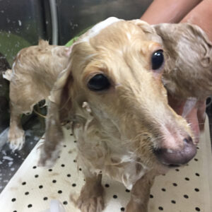 シャンプーダックス