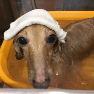 お風呂ダックス