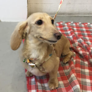 仕上がりダックス