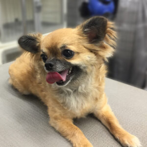 よろしくチワワ